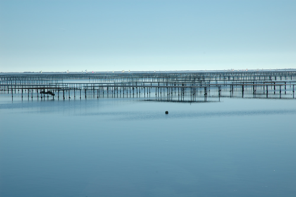 Regional Picture - Languedoc